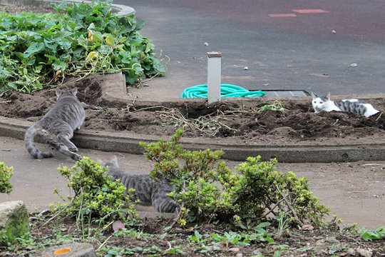 街のねこたち