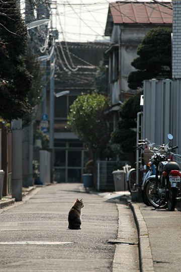 街のねこたち
