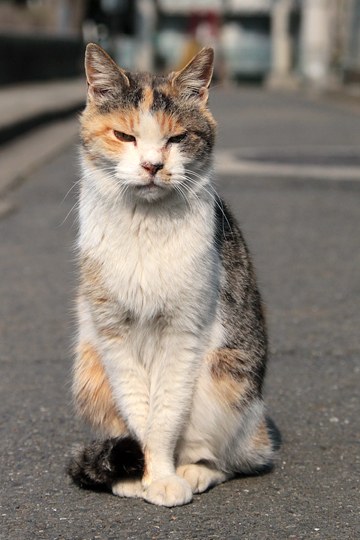 街のねこたち