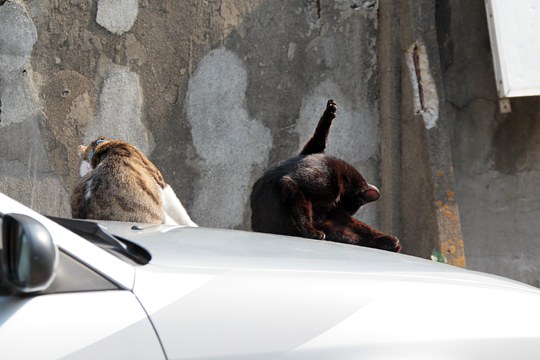 街のねこたち