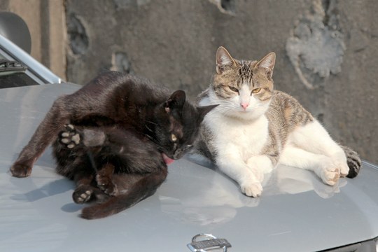 街のねこたち