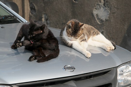 街のねこたち