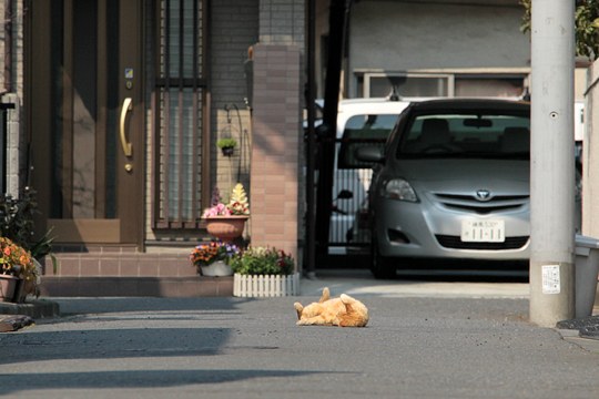 街のねこたち