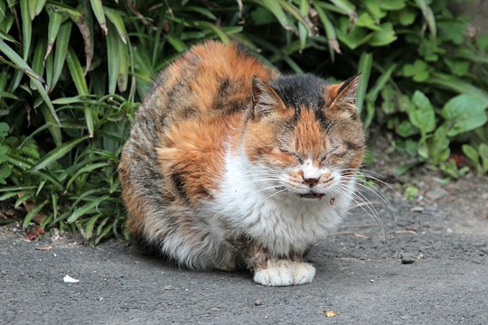 街のねこたち