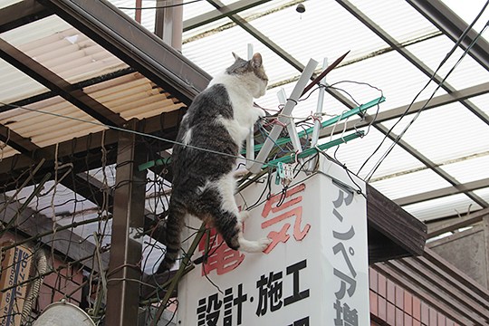 街のねこたち