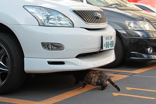 街のねこたち