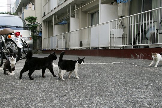 街のねこたち