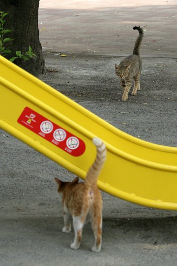 街のねこたち