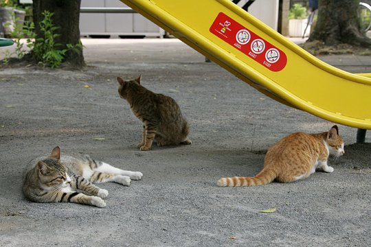 街のねこたち