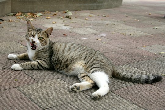 街のねこたち