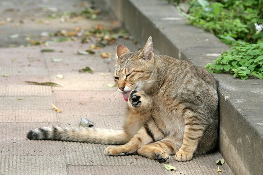 街のねこたち