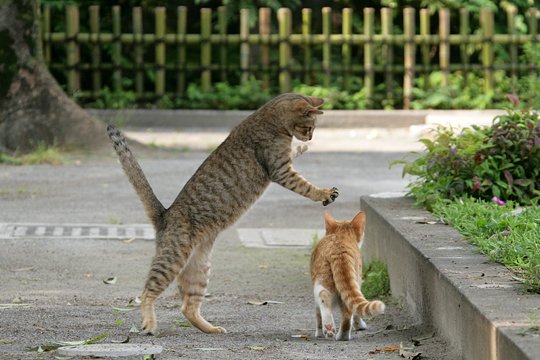 街のねこたち