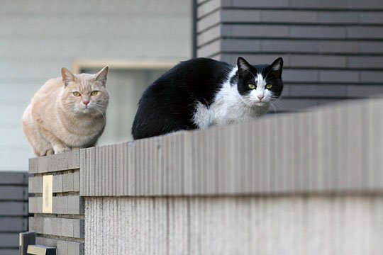 街のねこたち