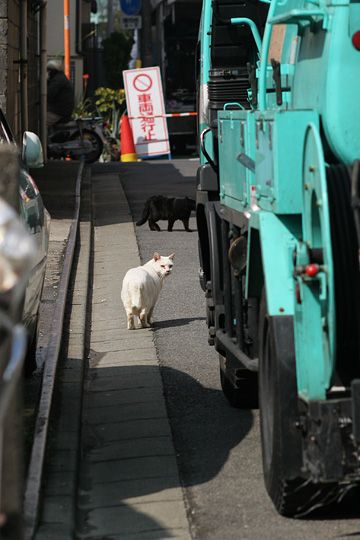 街のねこたち