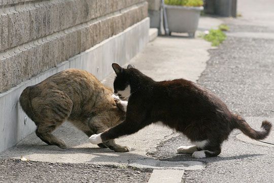 街のねこたち