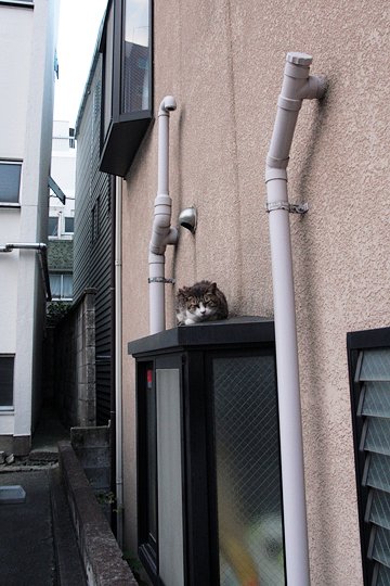 街のねこたち