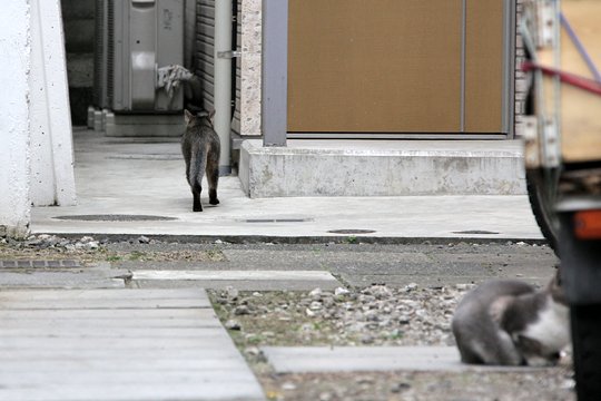 街のねこたち