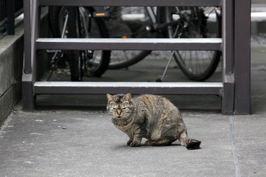 街のねこたち