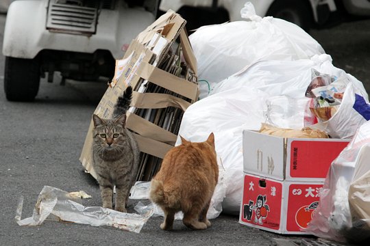 街のねこたち