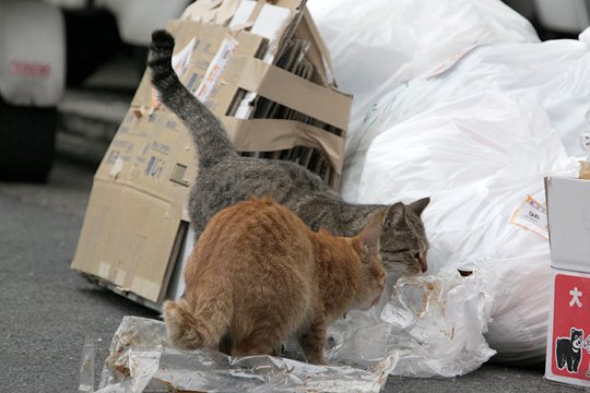 街のねこたち