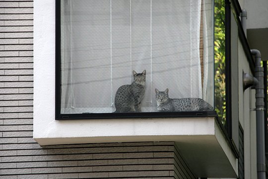 街のねこたち