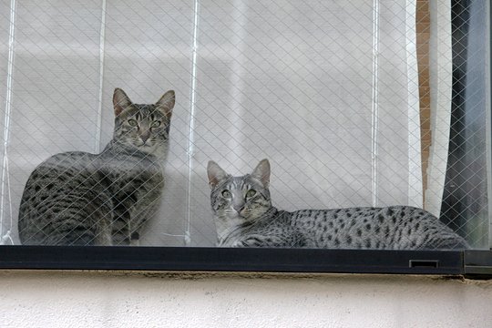 街のねこたち