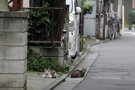 街のねこたち