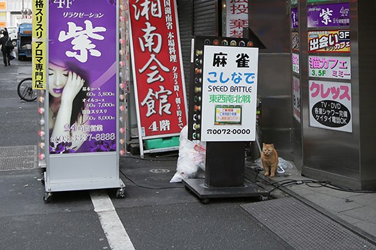 街のねこたち