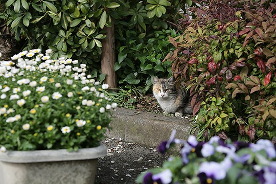 街のねこたち