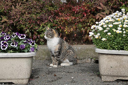 街のねこたち