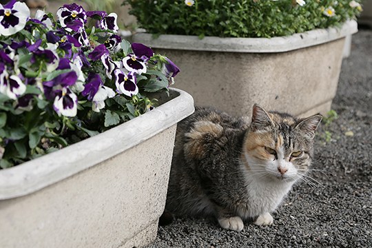 街のねこたち