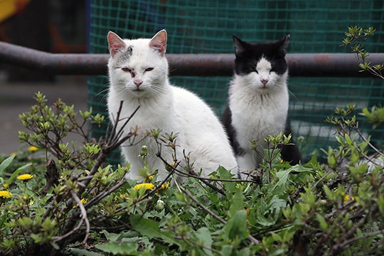 街のねこたち