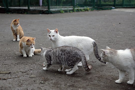 街のねこたち