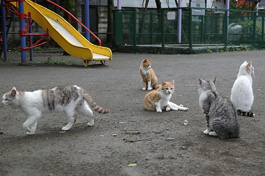 街のねこたち