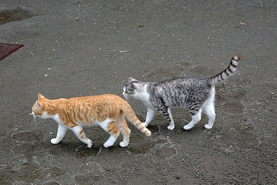 街のねこたち