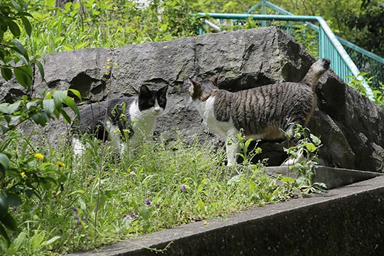 街のねこたち