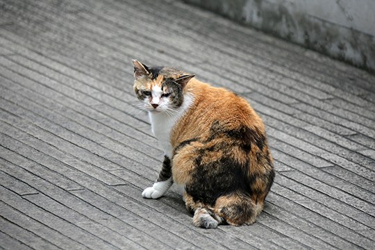 街のねこたち