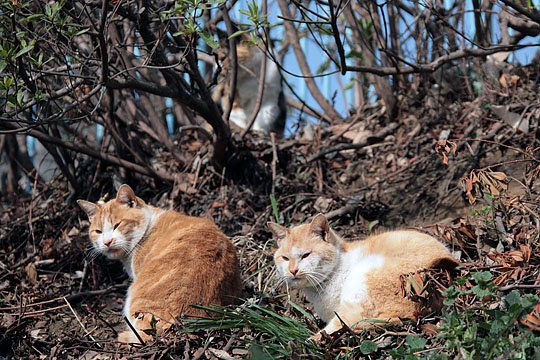 街のねこたち