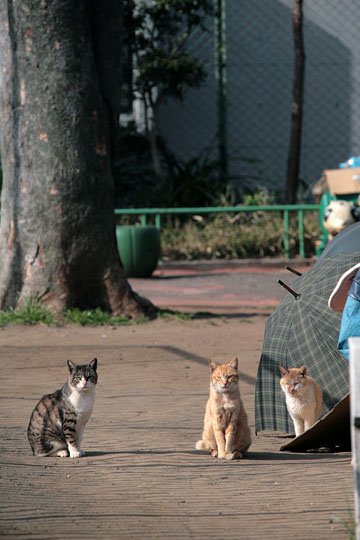 街のねこたち