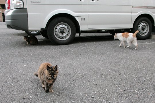 街のねこたち