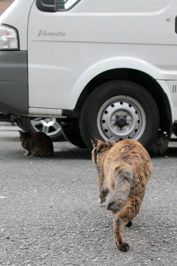 街のねこたち
