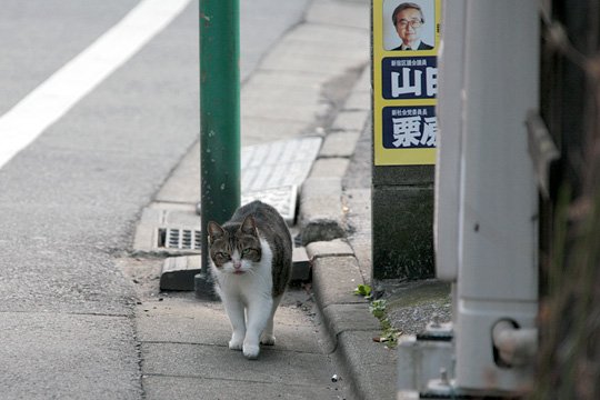 街のねこたち
