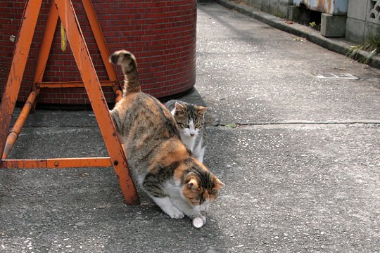 街のねこたち