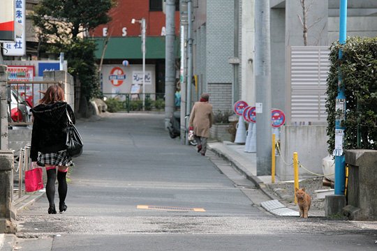 街のねこたち