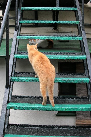 街のねこたち