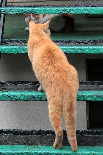 街のねこたち