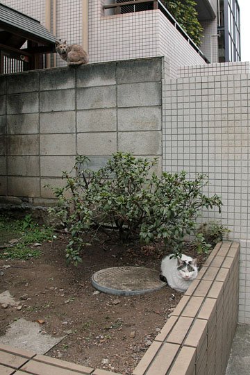 街のねこたち