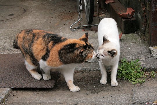 街のねこたち