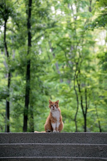 街のねこたち