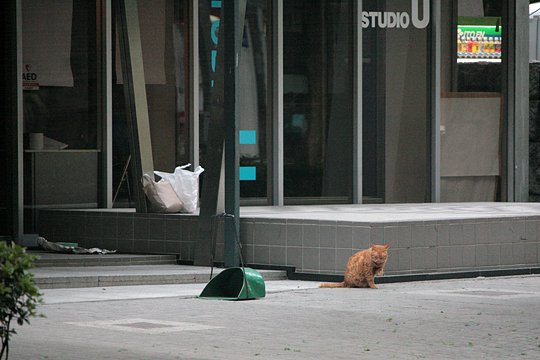 街のねこたち